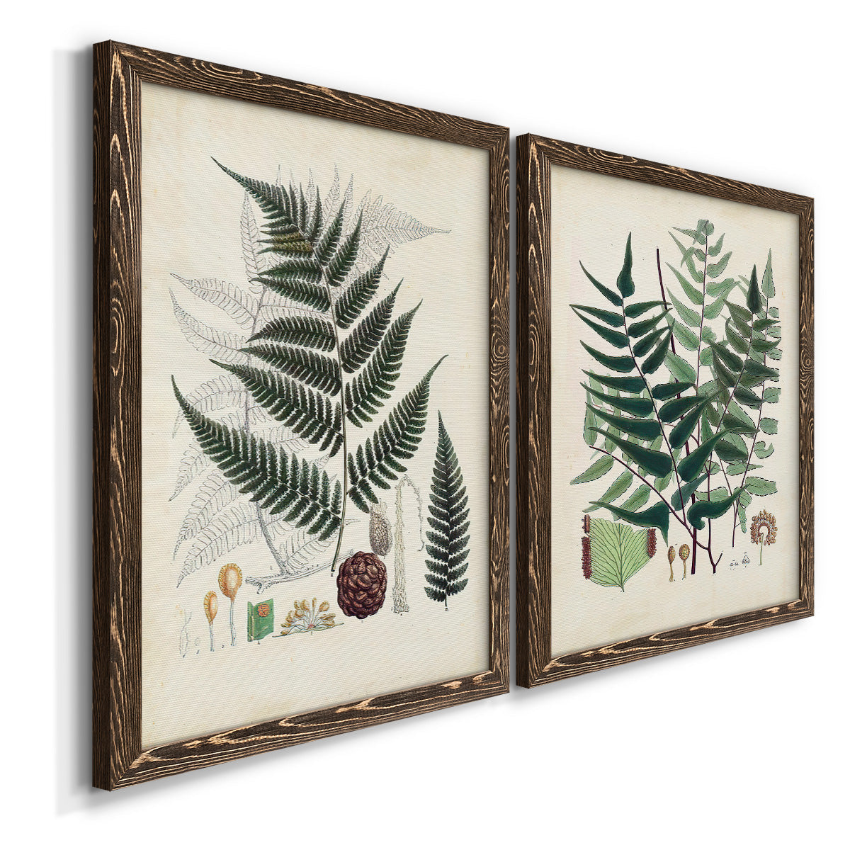 Angled view of a set of two walnut barnwood framed canvas prints featuring two natural-history fern plates featuring vintage fern specimens with botanical details.