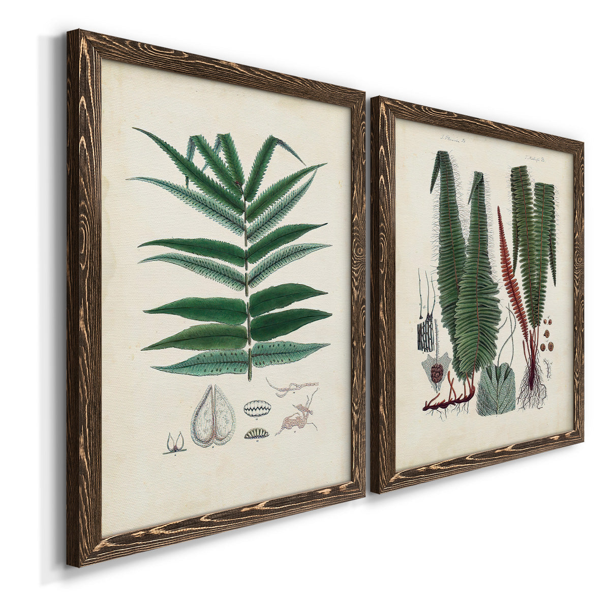Angled view of a set of two walnut barnwood framed canvas prints featuring two natural-history fern plates featuring vintage fern specimens with botanical details.