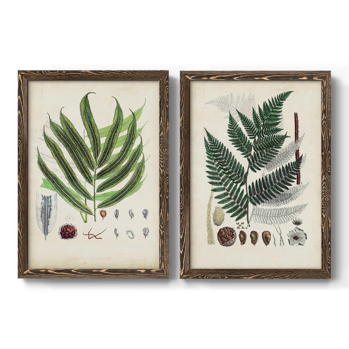Set of two walnut barnwood framed canvas prints featuring two natural-history fern plates featuring vintage fern specimens with botanical details.