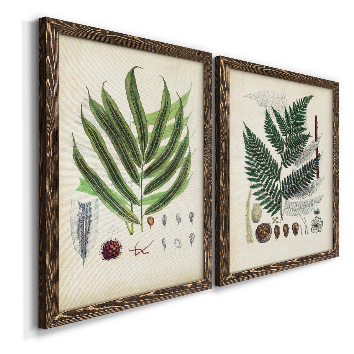 Angled view of a set of two walnut barnwood framed canvas prints featuring two natural-history fern plates featuring vintage fern specimens with botanical details.