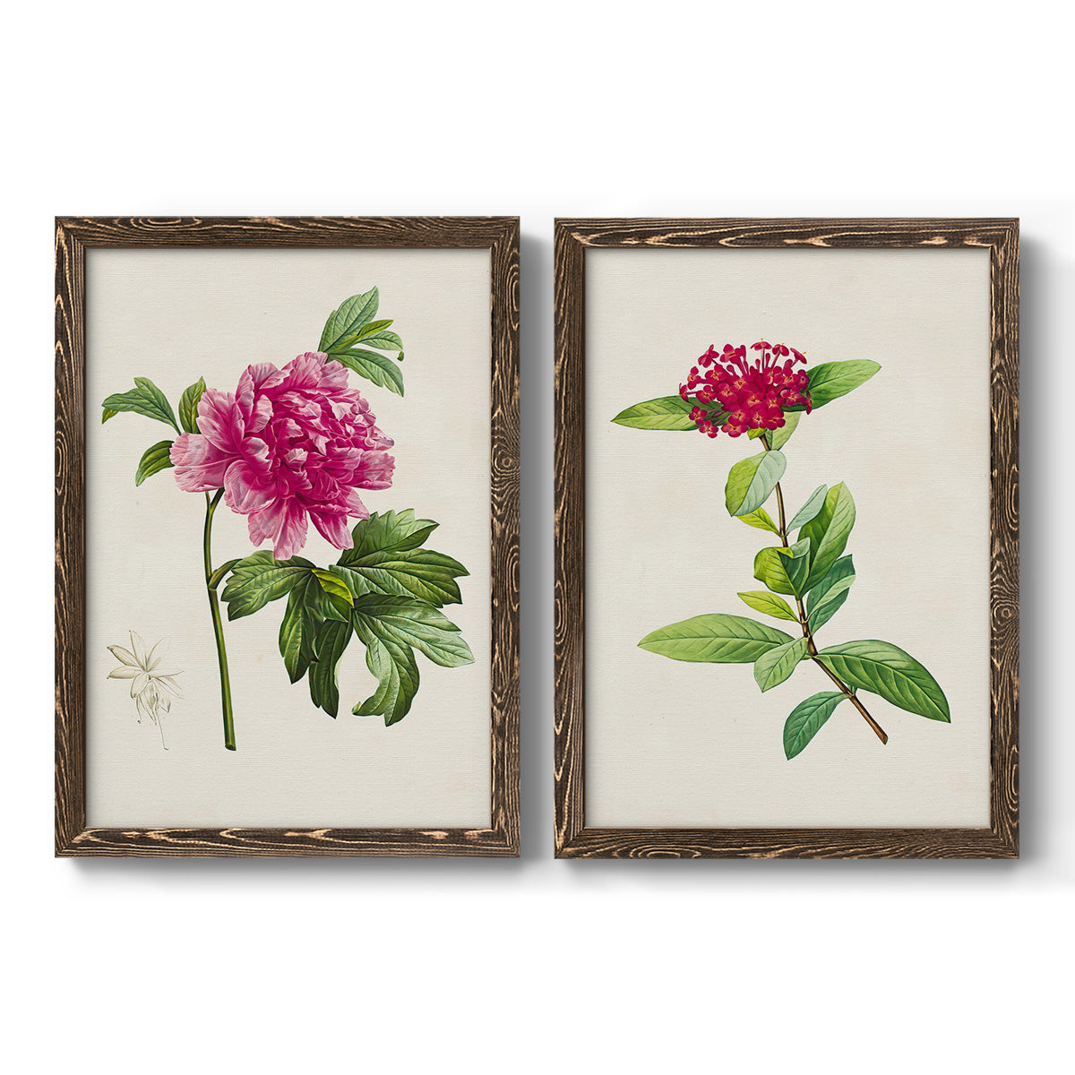 Set of two walnut barnwood framed canvas prints featuring two vintage botanical plate illustrations featuring pink flowering plant specimens.