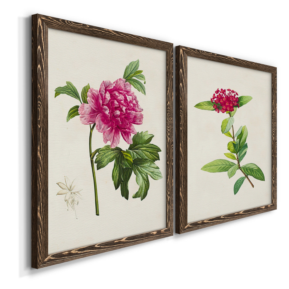 Angled view of a set of two walnut barnwood framed canvas prints featuring two vintage botanical plate illustrations featuring pink flowering plant specimens.