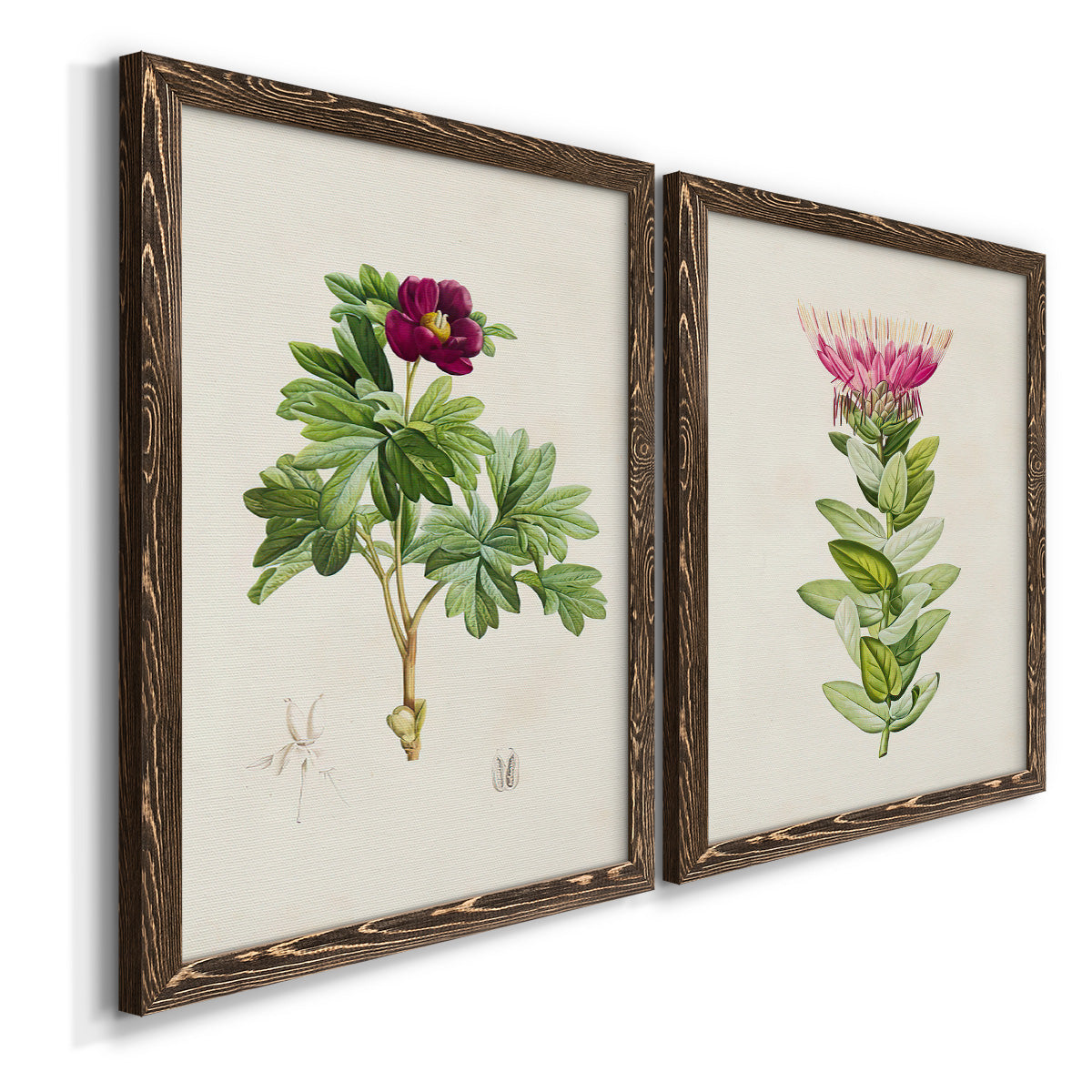 Angled view of a set of two walnut barnwood framed canvas prints featuring two vintage botanical plate illustrations featuring pink flowering plant specimens.