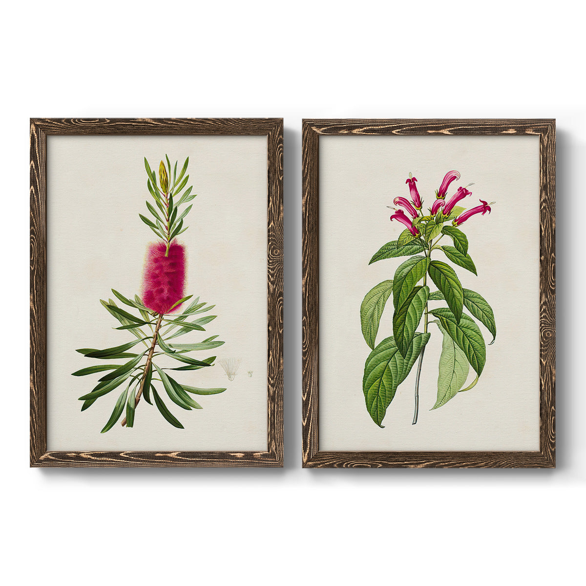 Set of two walnut barnwood framed canvas prints featuring two vintage botanical plate illustrations featuring pink flowering plant specimens.