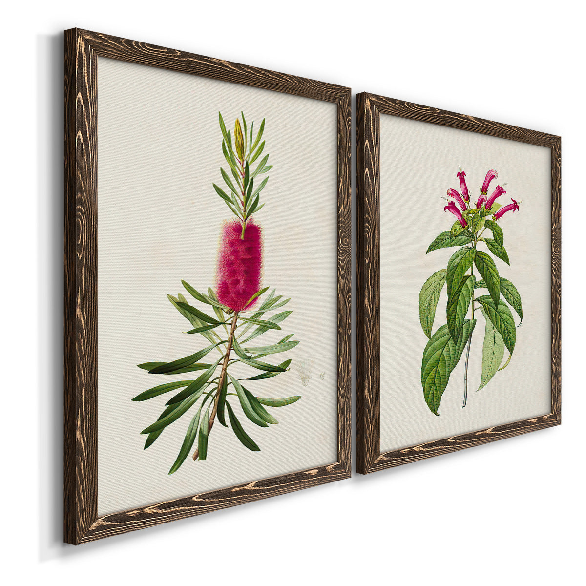 Angled view of a set of two walnut barnwood framed canvas prints featuring two vintage botanical plate illustrations featuring pink flowering plant specimens.