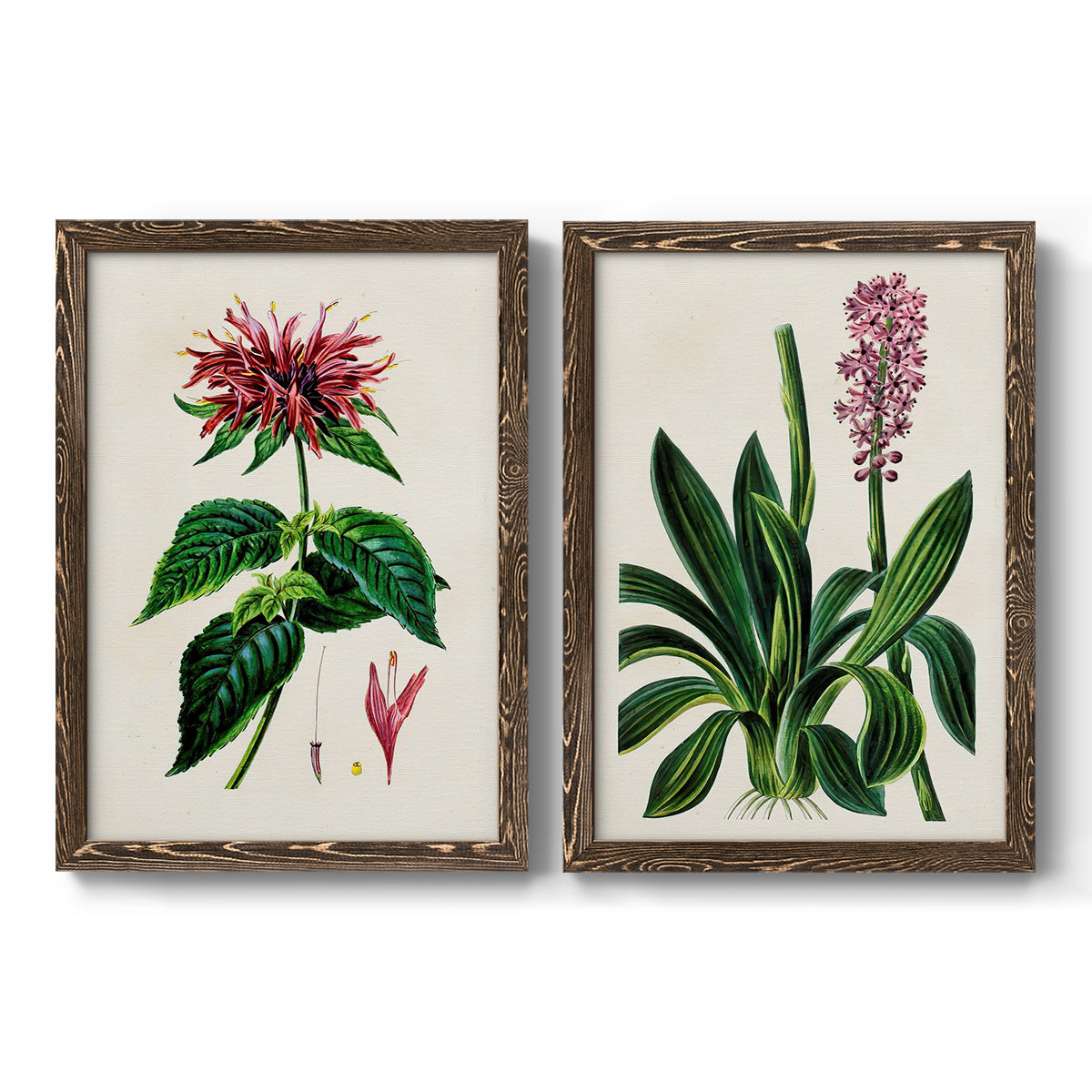 Set of two walnut barnwood framed canvas prints featuring two antique botanical plate illustrations featuring colorful flowering plant specimens.
