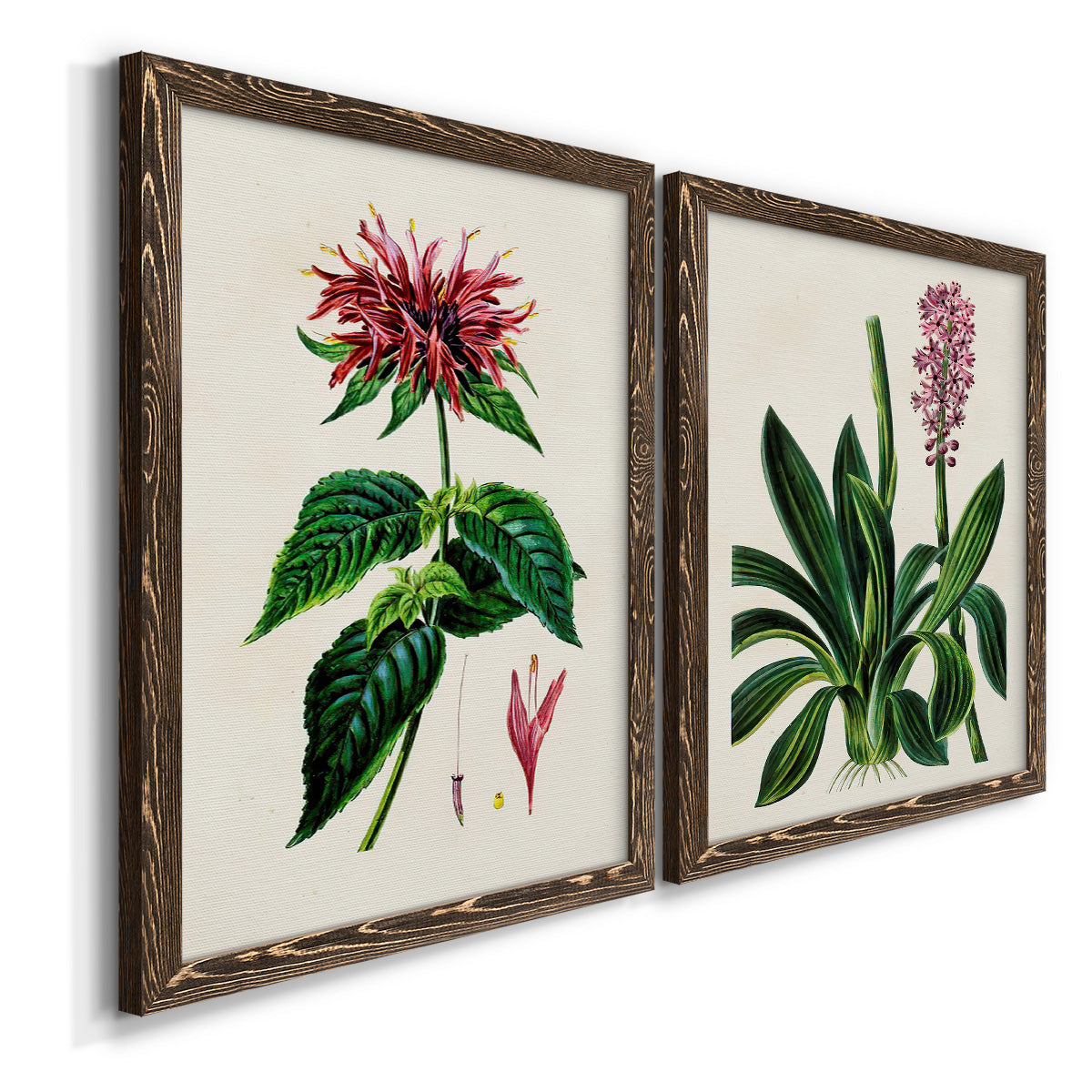 Angled view of a set of two walnut barnwood framed canvas prints featuring two antique botanical plate illustrations featuring colorful flowering plant specimens.