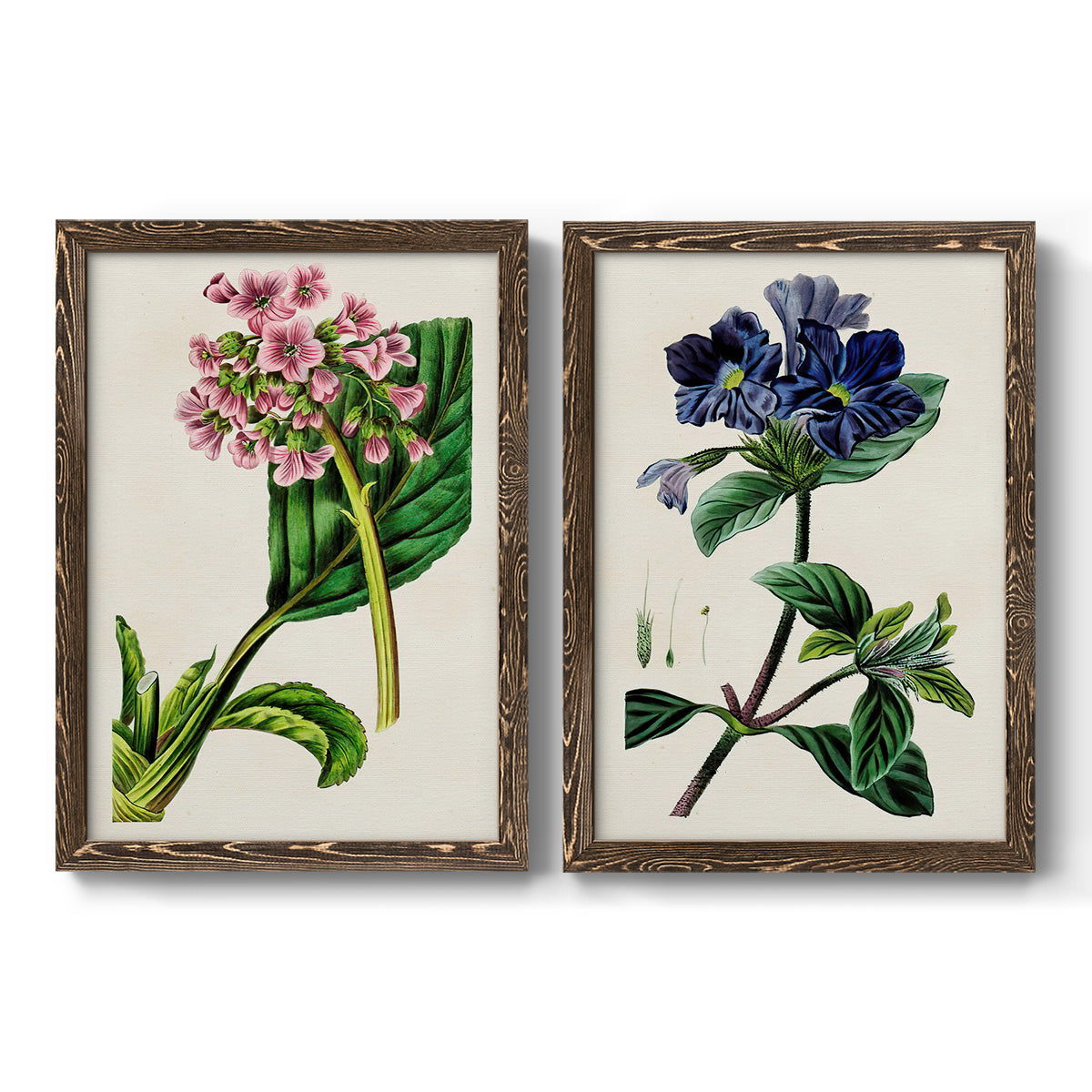 Set of two walnut barnwood framed canvas prints featuring two antique botanical plate illustrations featuring colorful flowering plant specimens.