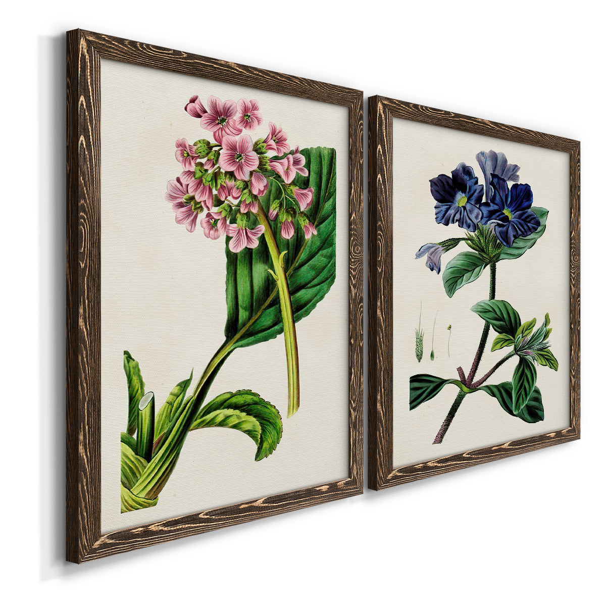Angled view of a set of two walnut barnwood framed canvas prints featuring two antique botanical plate illustrations featuring colorful flowering plant specimens.