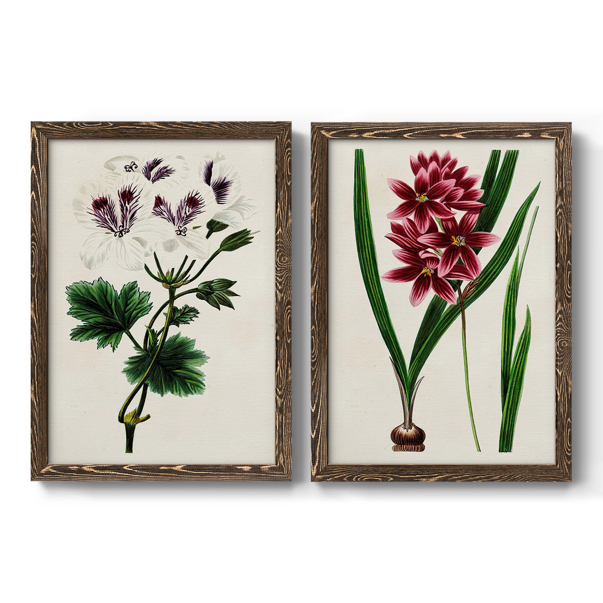Set of two walnut barnwood framed canvas prints featuring two antique botanical plate illustrations featuring colorful flowering plant specimens.