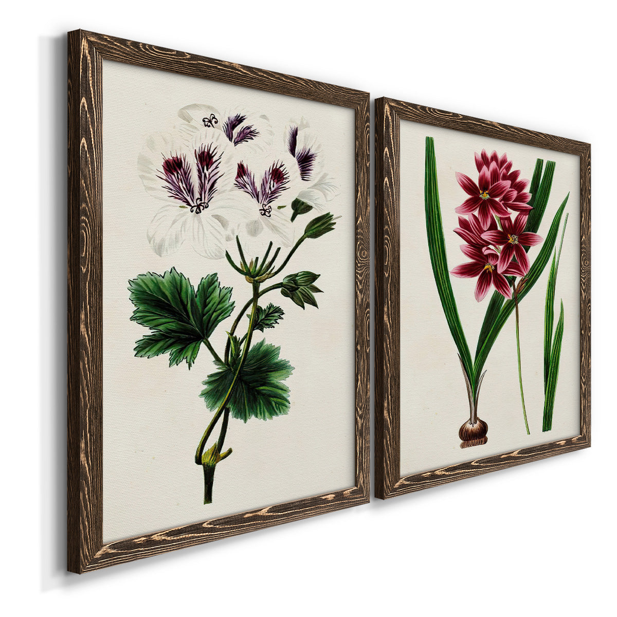 Angled view of a set of two walnut barnwood framed canvas prints featuring two antique botanical plate illustrations featuring colorful flowering plant specimens.