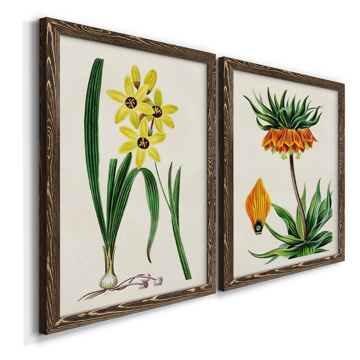 Angled view of a set of two walnut barnwood framed canvas prints featuring two antique botanical plate illustrations featuring colorful flowering plant specimens.