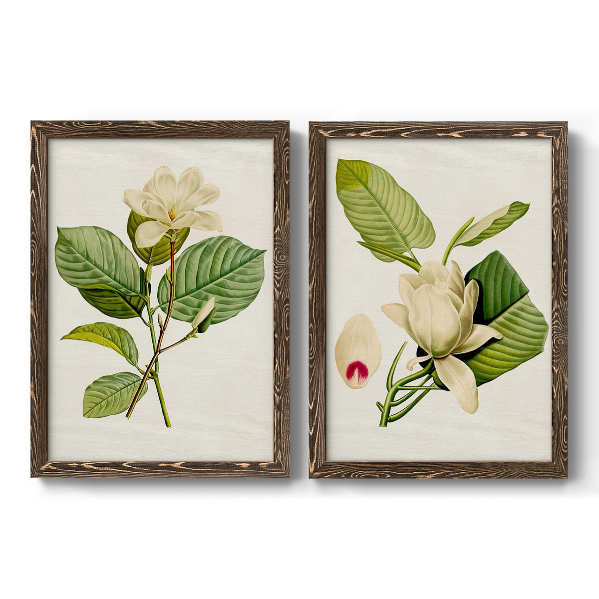 Set of two walnut barnwood framed canvas prints featuring two traditional botanical paintings featuring white magnolia blossoms and glossy green leaves.