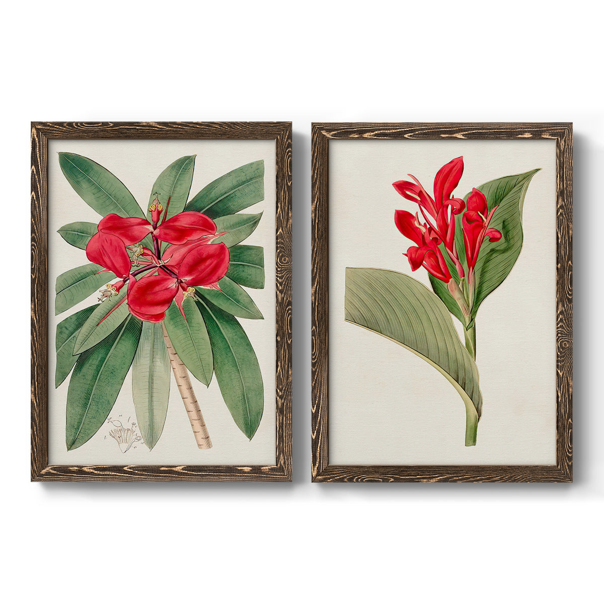 Set of two walnut barnwood framed canvas prints featuring two antique botanical plate illustrations featuring vivid tropical flowering plants.
