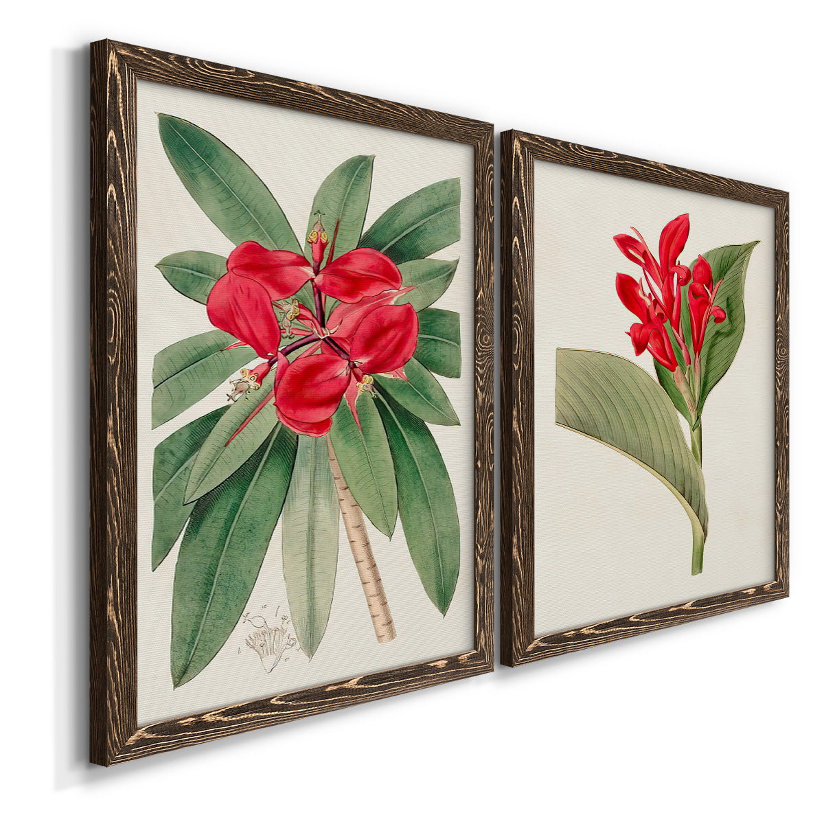 Angled view of a set of two walnut barnwood framed canvas prints featuring two antique botanical plate illustrations featuring vivid tropical flowering plants.