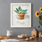 Potted Sage - Barnwood Framed Canvas Print