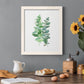 Eucalyptus II - Barnwood Framed Canvas Print