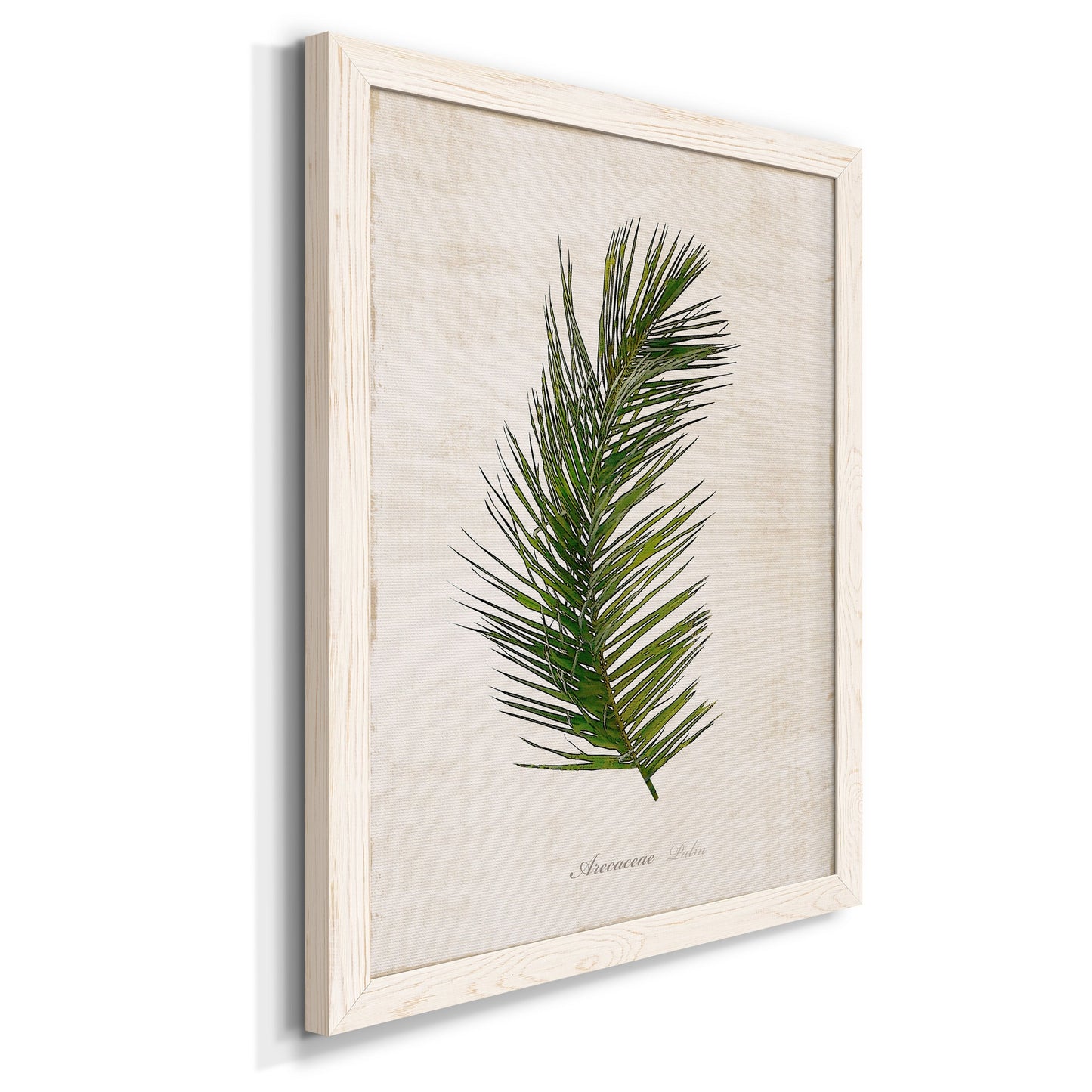 Palm Botanical II - Barnwood Framed Canvas Print
