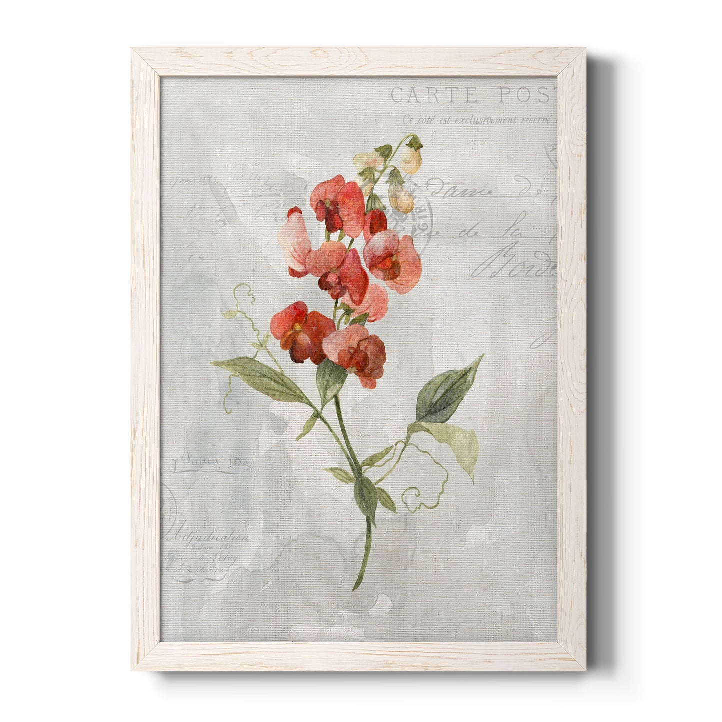 Linen Sweet Pea - Barnwood Framed Canvas Print