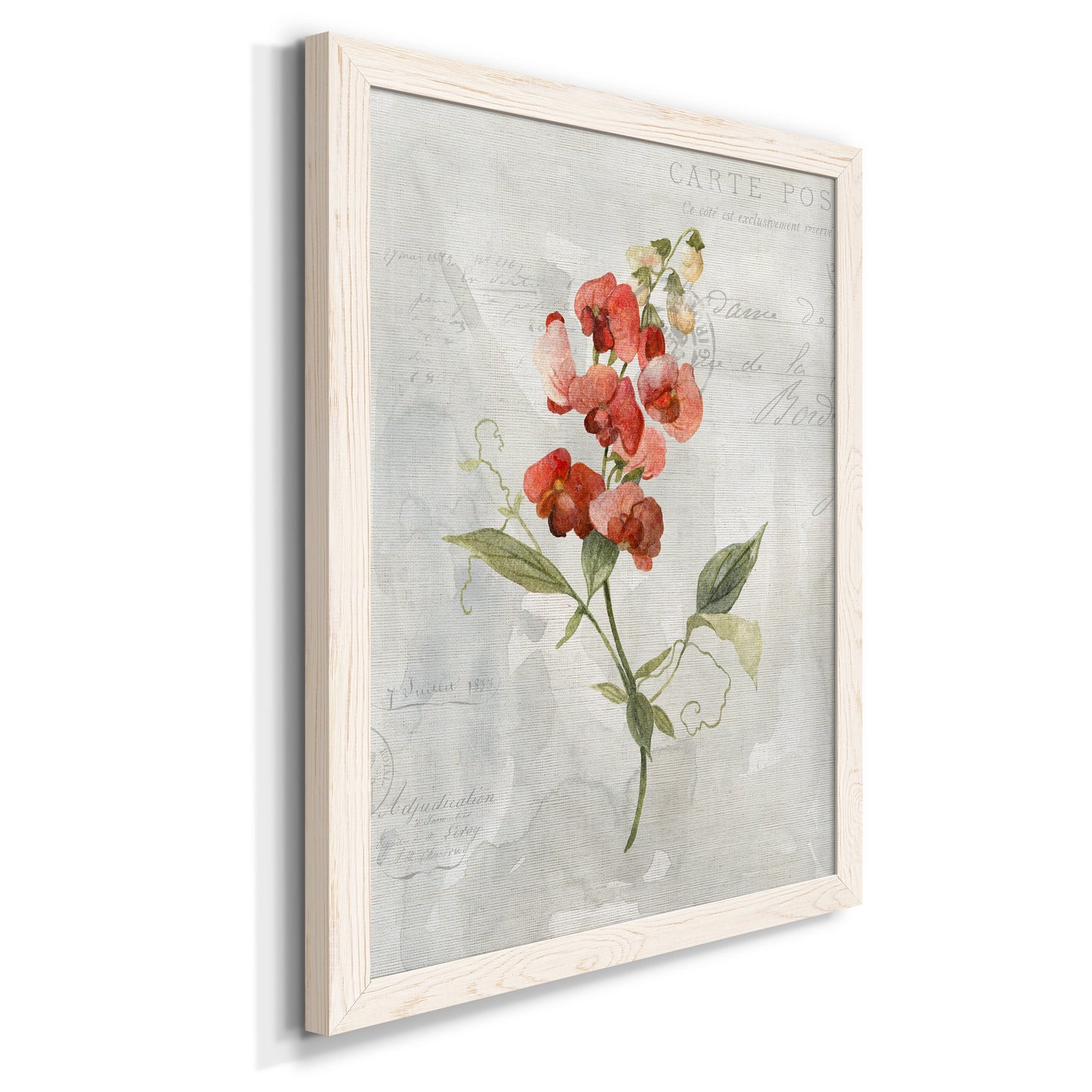 Linen Sweet Pea - Barnwood Framed Canvas Print