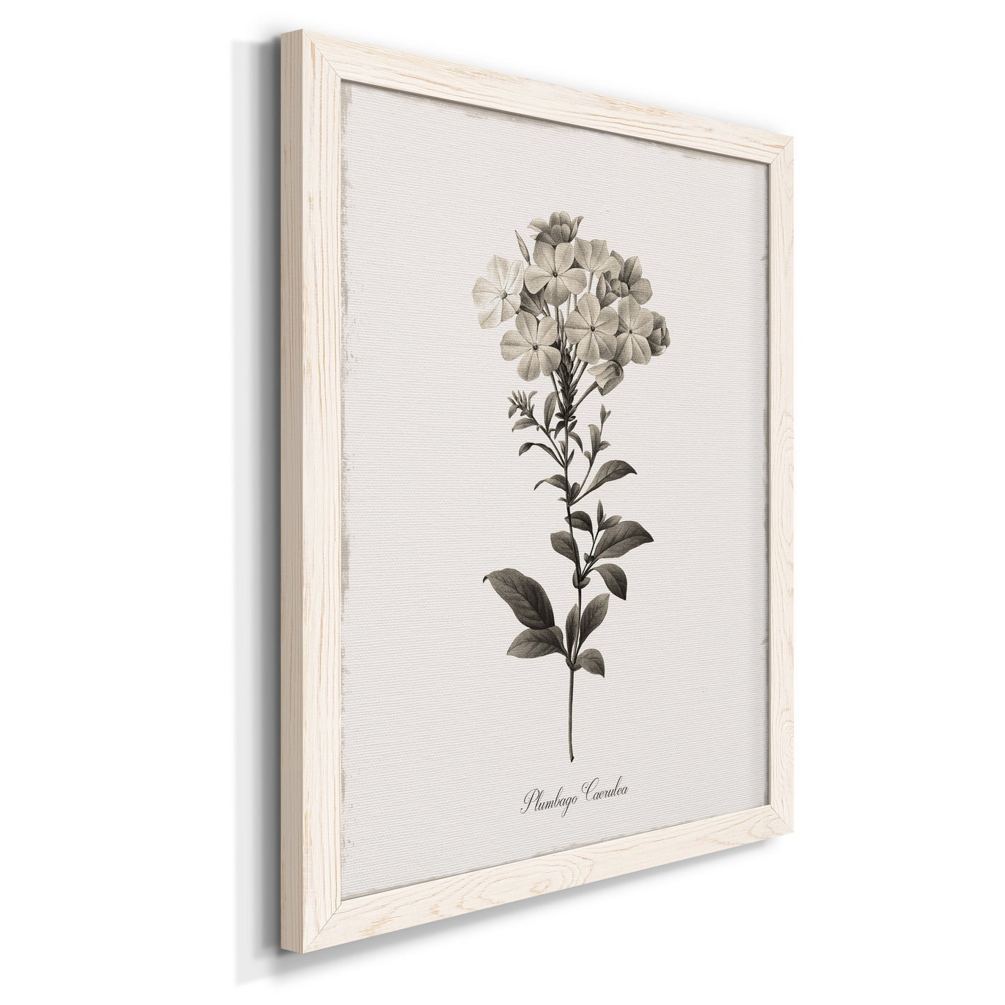 Sketchbook Leadwort - Barnwood Framed Canvas Print