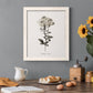 Sketchbook Leadwort - Barnwood Framed Canvas Print