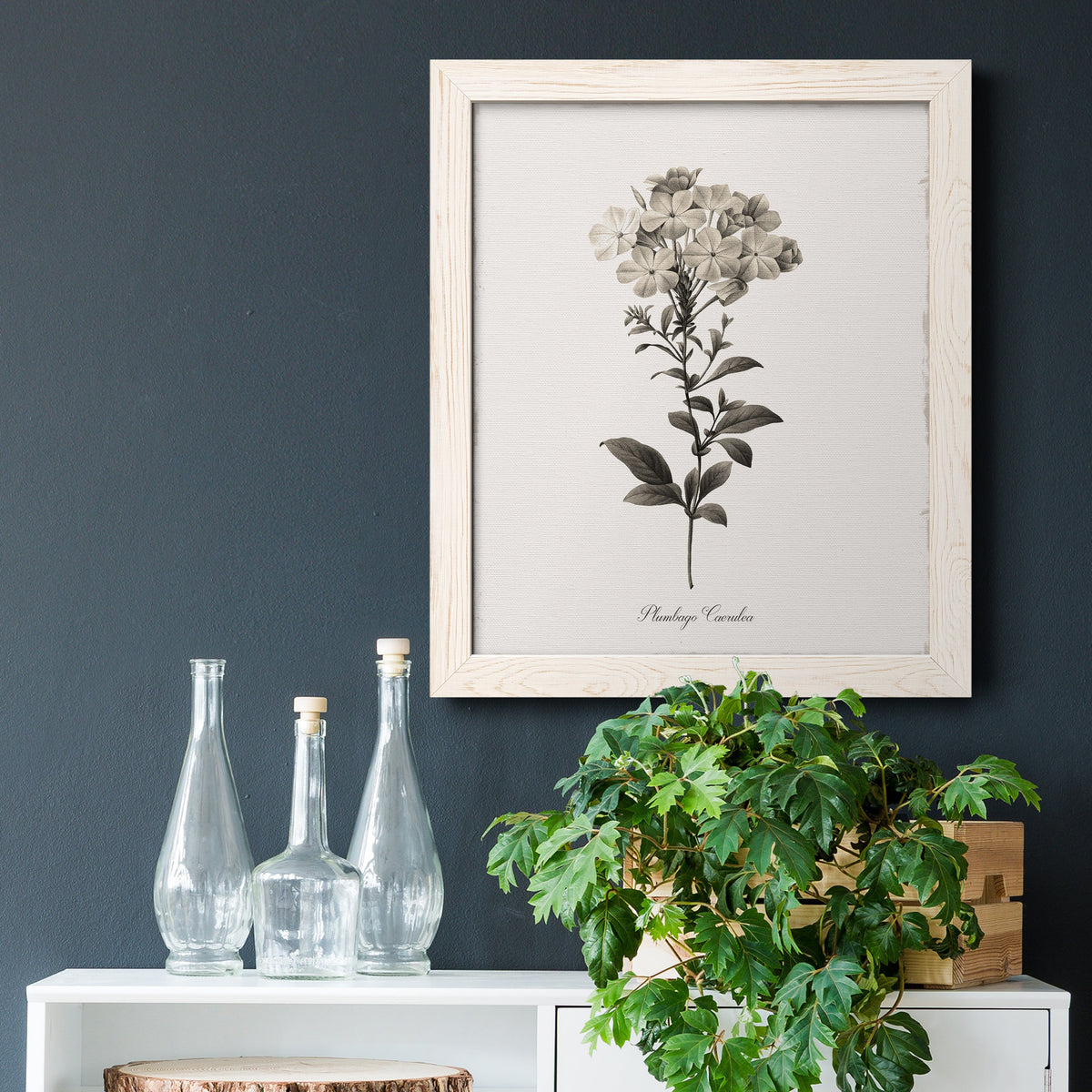 Sketchbook Leadwort - Barnwood Framed Canvas Print