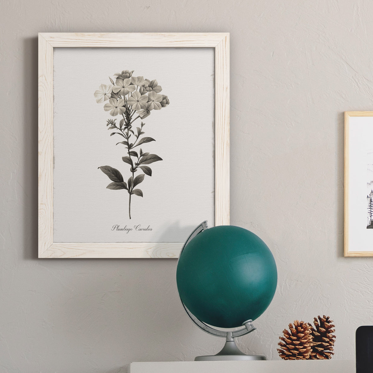 Sketchbook Leadwort - Barnwood Framed Canvas Print