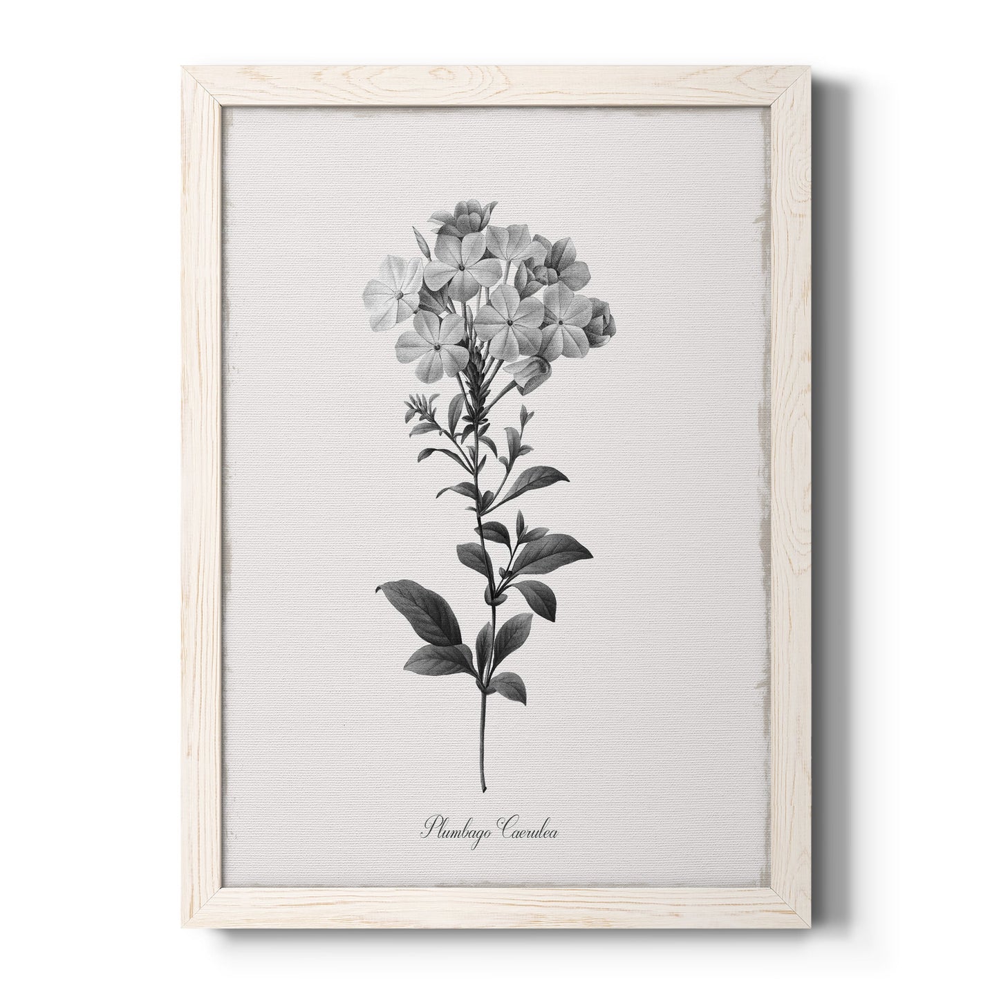 Simply Cape Leadwort - Barnwood Framed Canvas Print