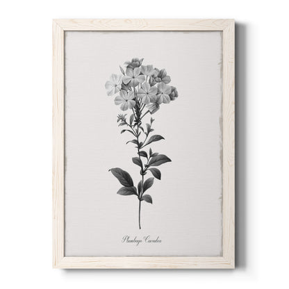 Simply Cape Leadwort - Barnwood Framed Canvas Print