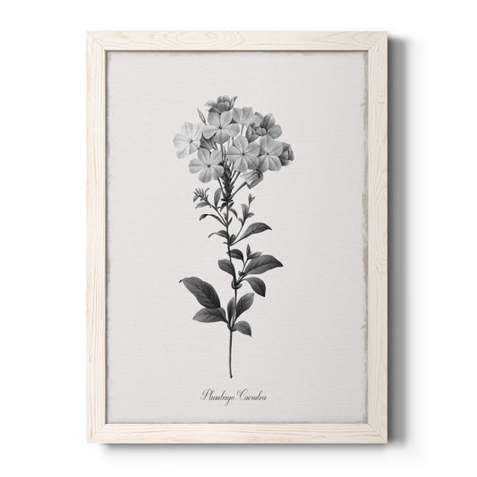 Simply Cape Leadwort - Barnwood Framed Canvas Print