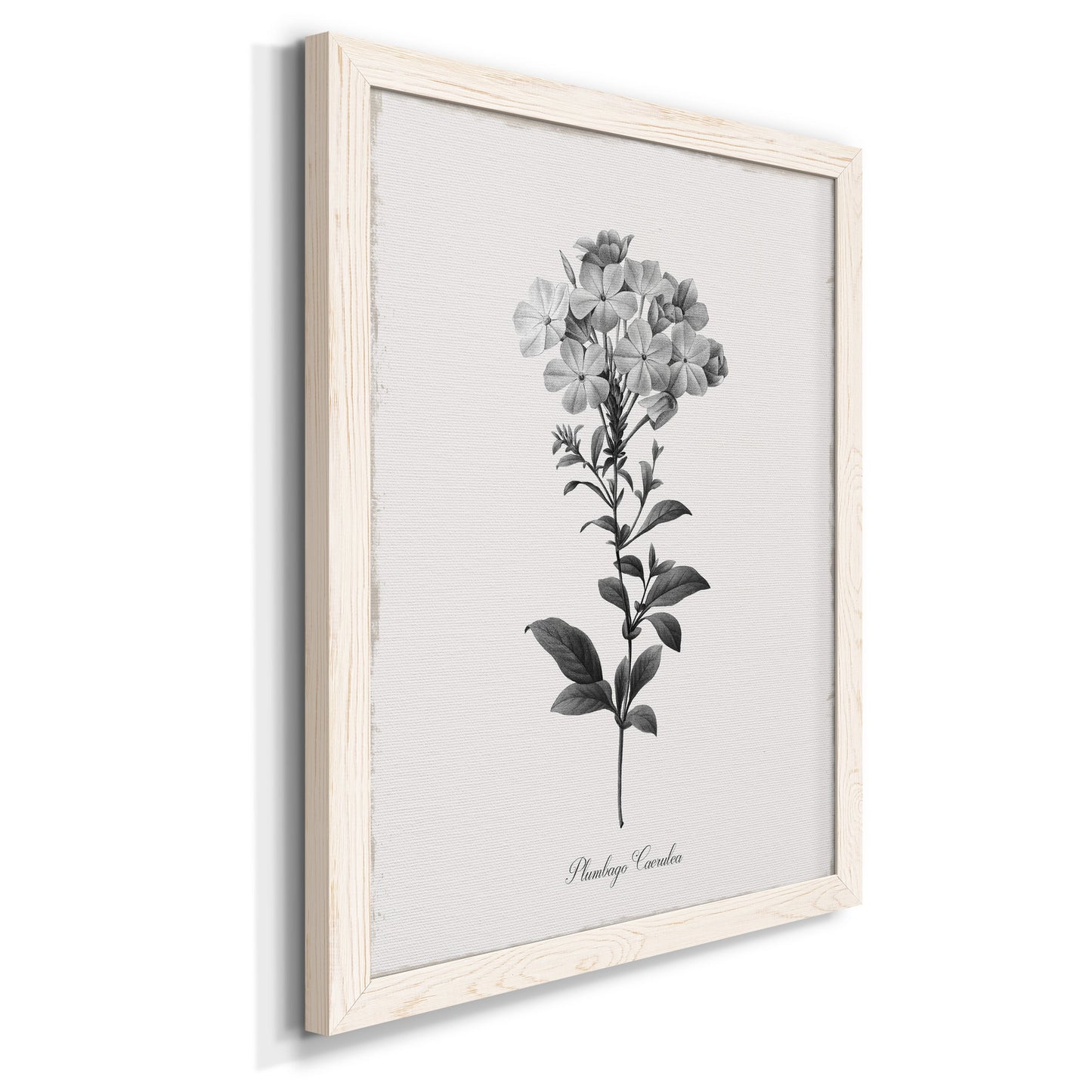 Simply Cape Leadwort - Barnwood Framed Canvas Print