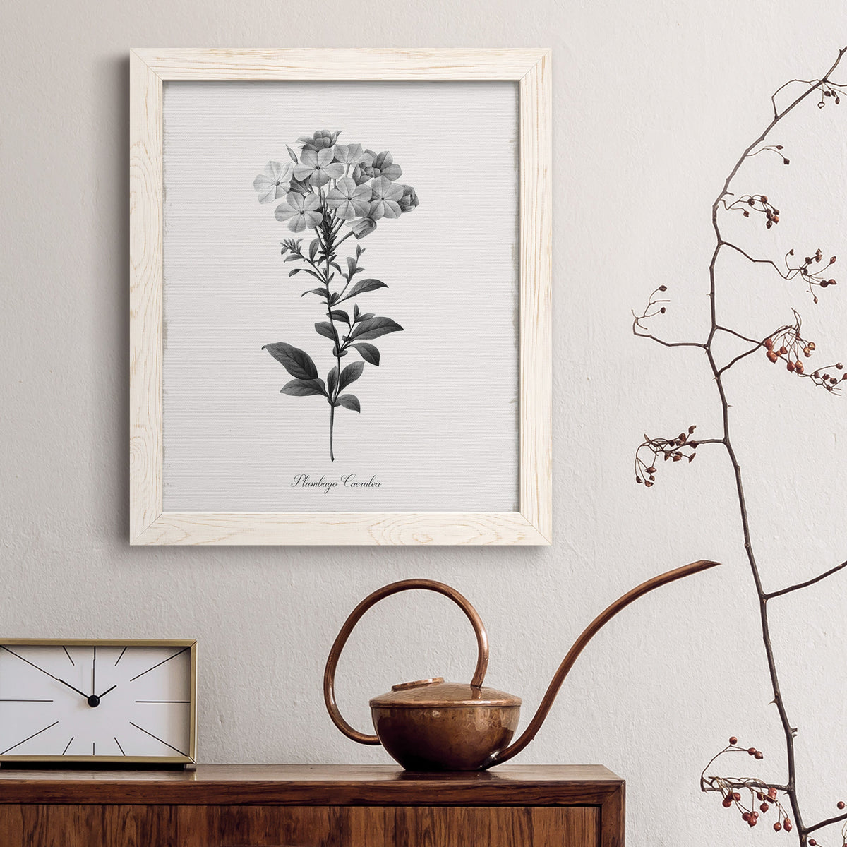 Simply Cape Leadwort - Barnwood Framed Canvas Print