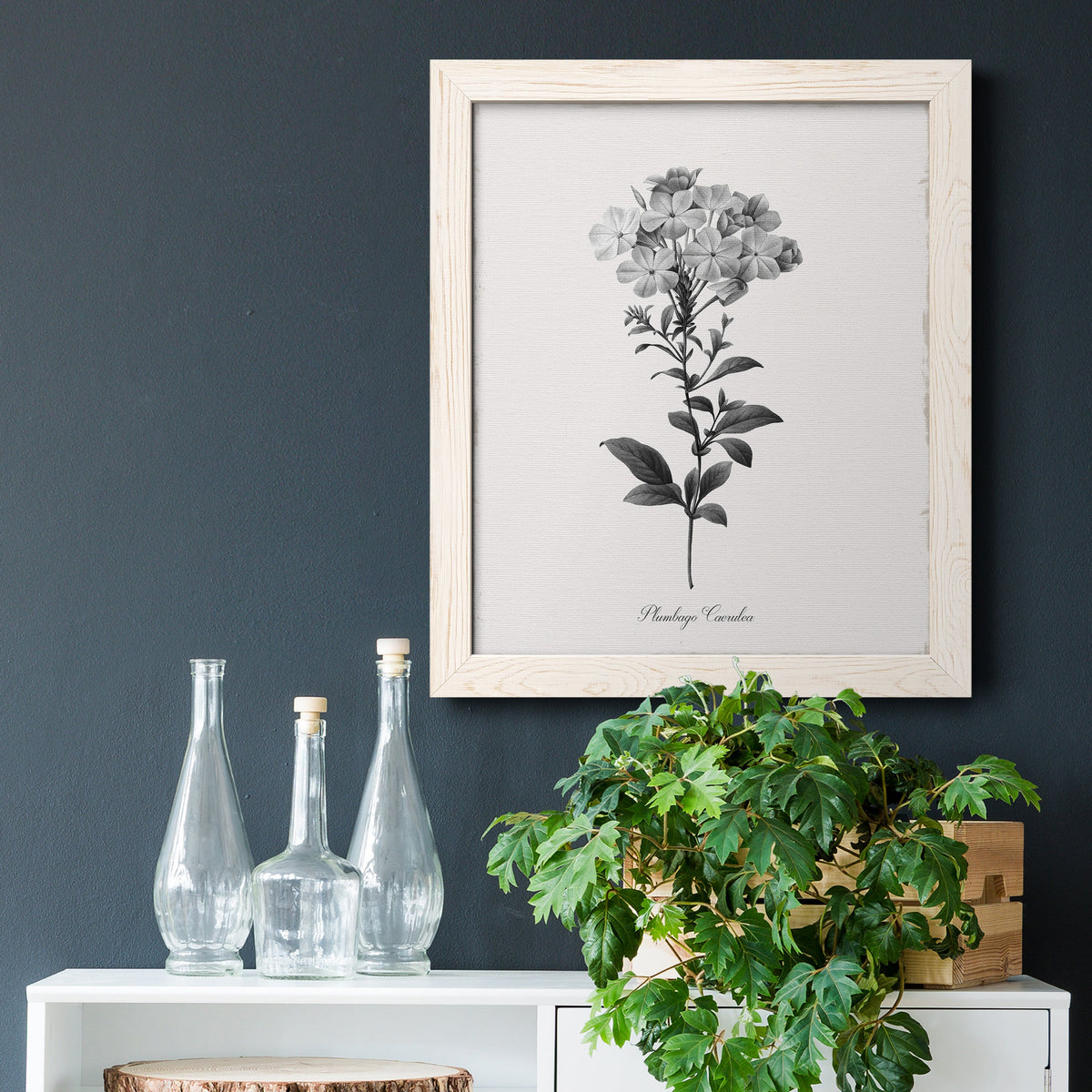 Simply Cape Leadwort - Barnwood Framed Canvas Print