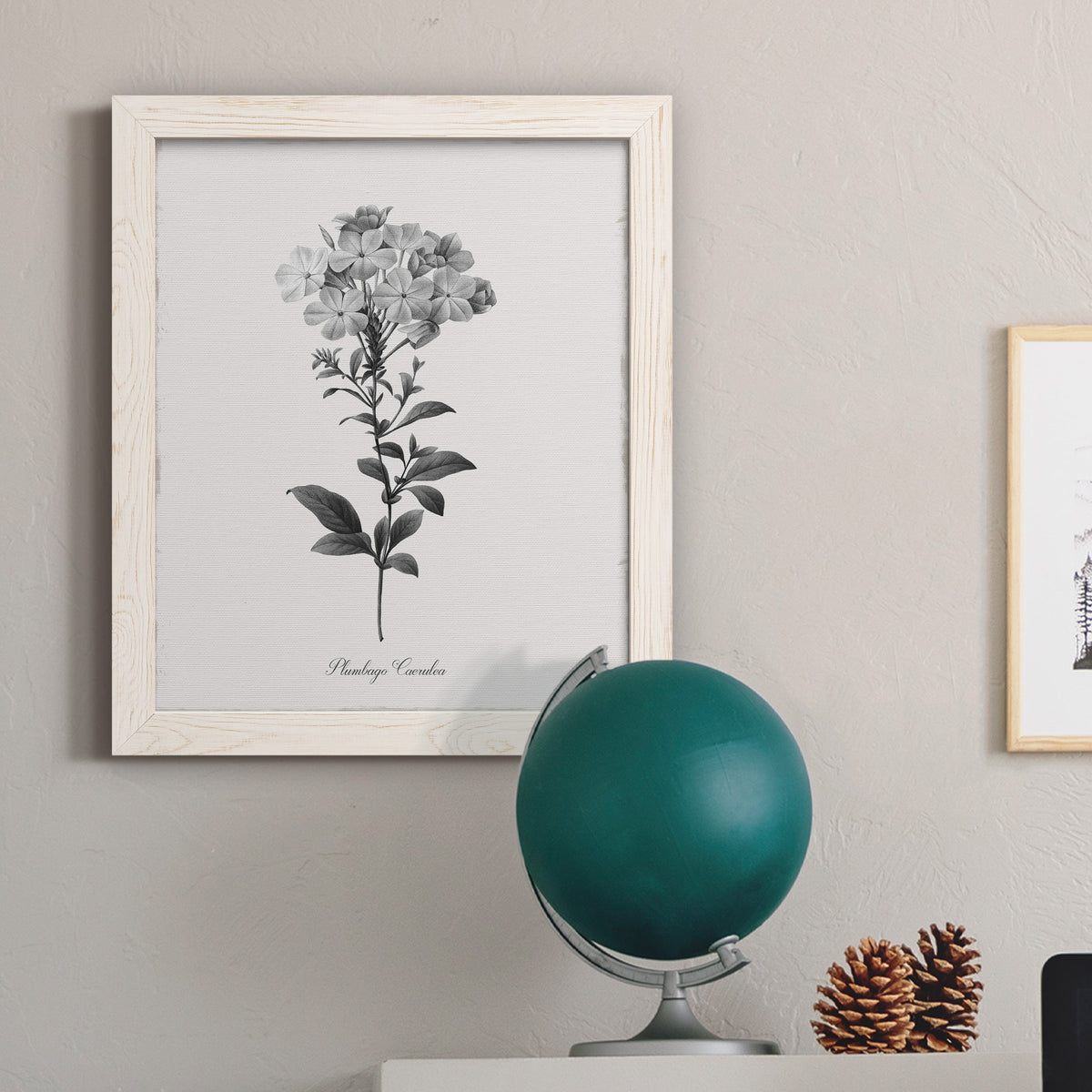 Simply Cape Leadwort - Barnwood Framed Canvas Print