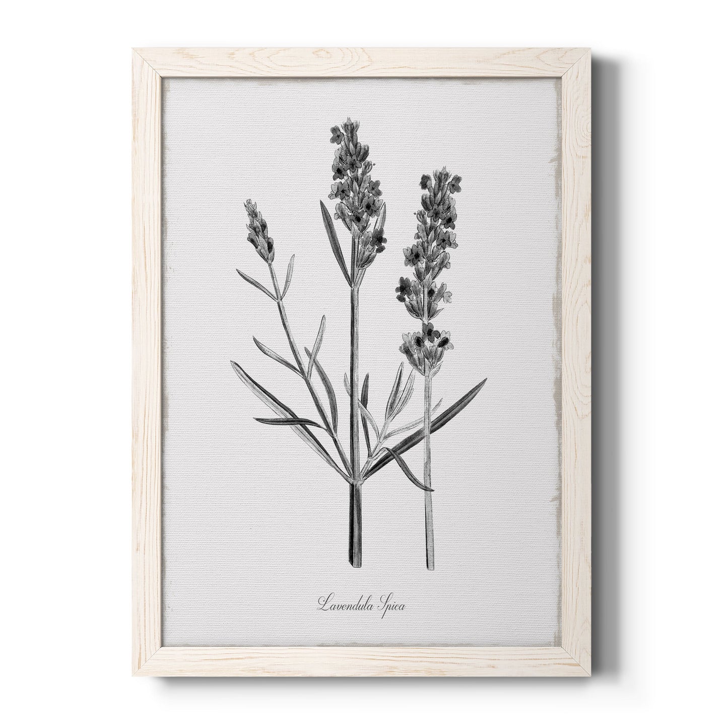 Simply Lavender - Barnwood Framed Canvas Print