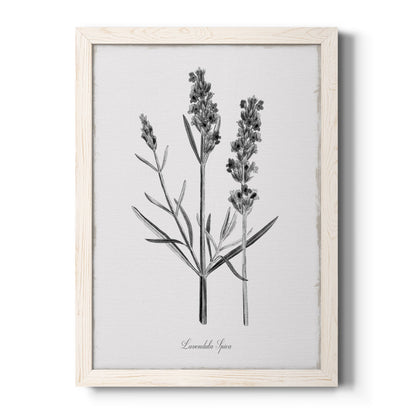 Simply Lavender - Barnwood Framed Canvas Print