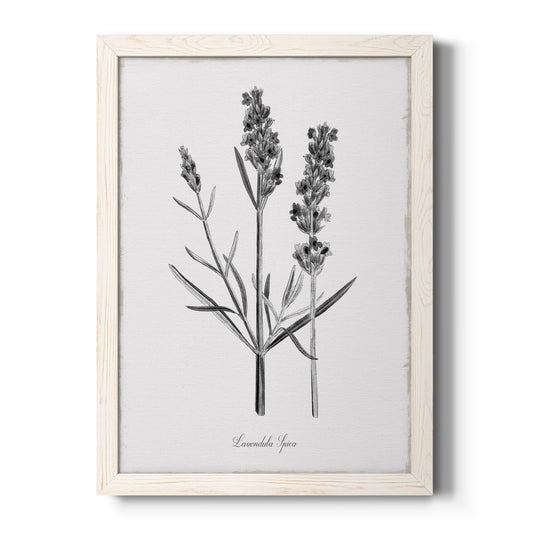 Simply Lavender - Barnwood Framed Canvas Print