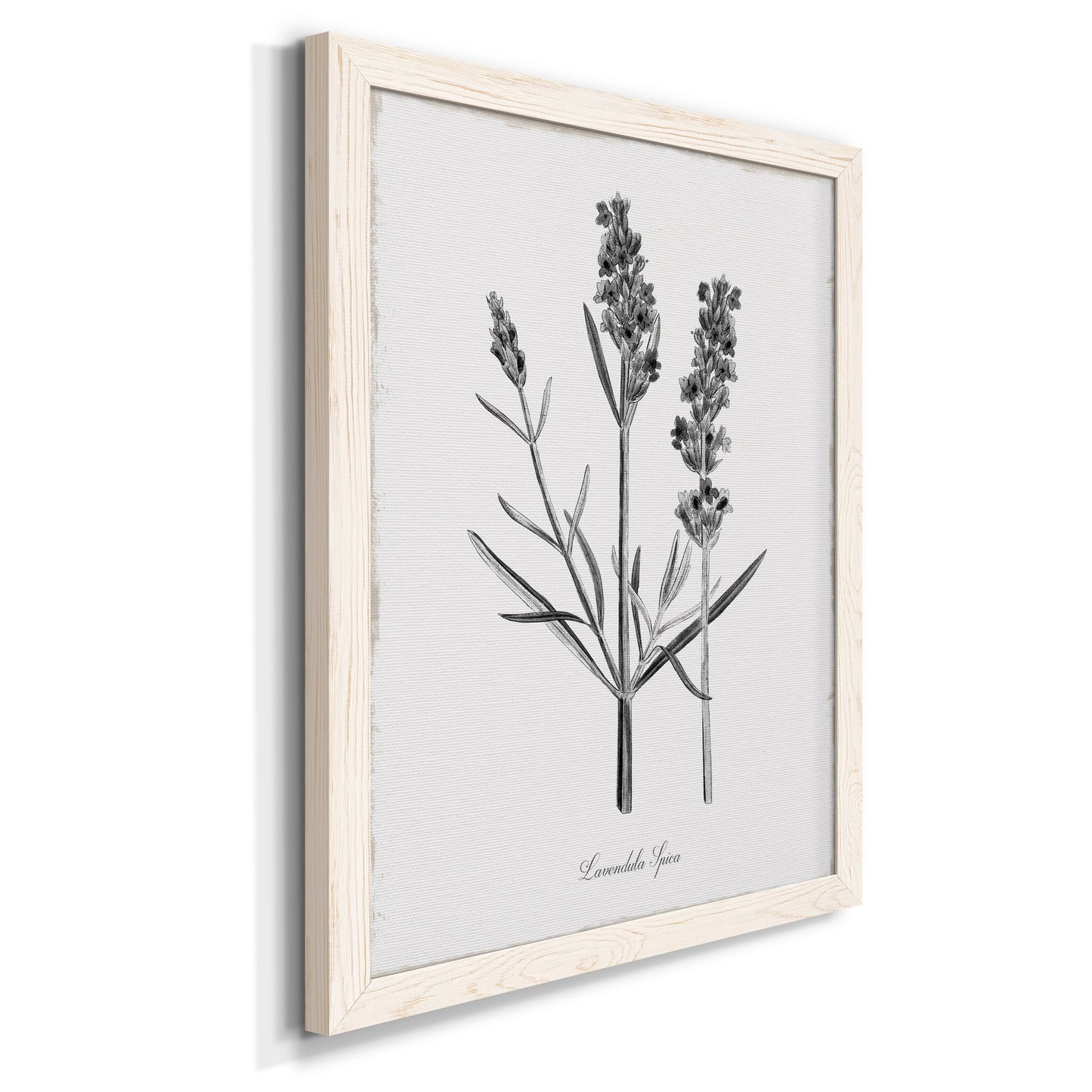 Simply Lavender - Barnwood Framed Canvas Print