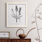 Simply Lavender - Barnwood Framed Canvas Print