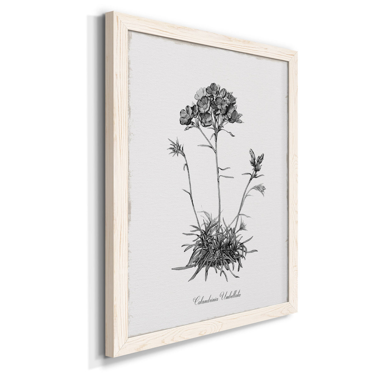 Simply Caladrinia - Barnwood Framed Canvas Print