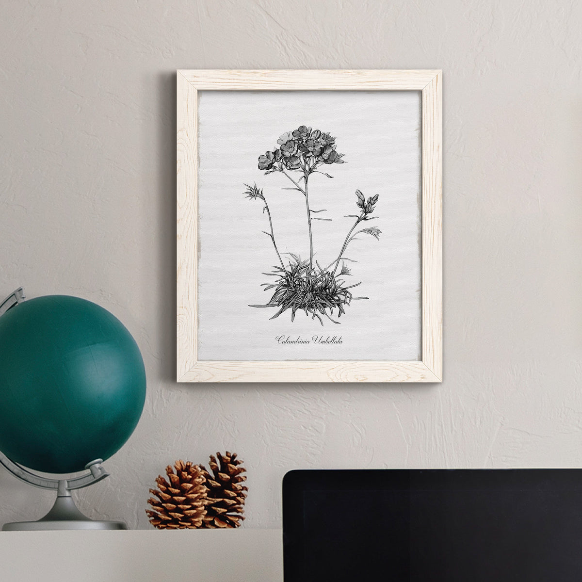 Simply Caladrinia - Barnwood Framed Canvas Print
