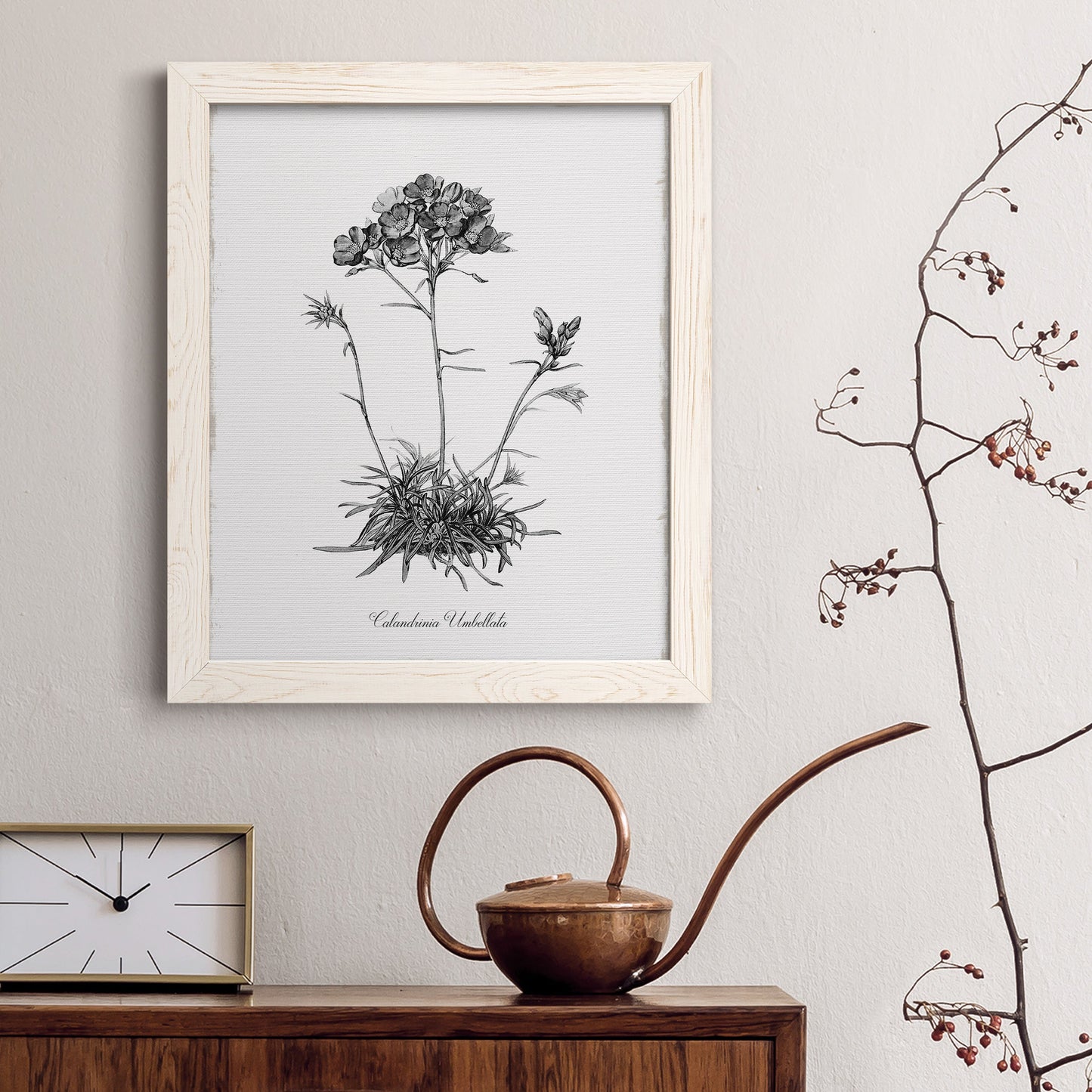 Simply Caladrinia - Barnwood Framed Canvas Print