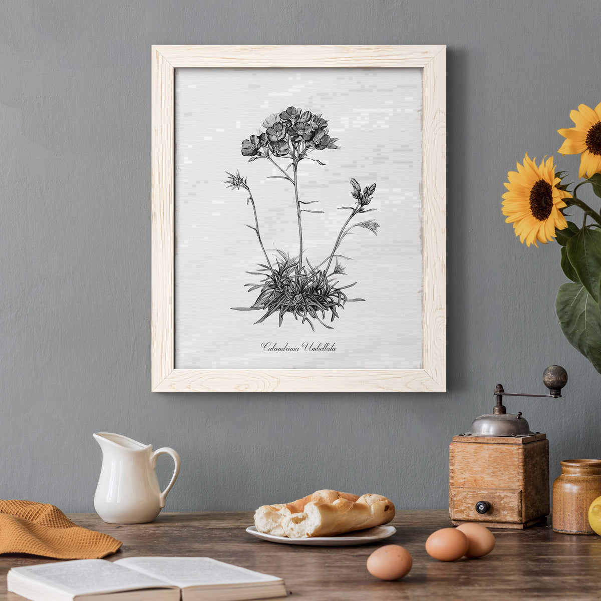 Simply Caladrinia - Barnwood Framed Canvas Print