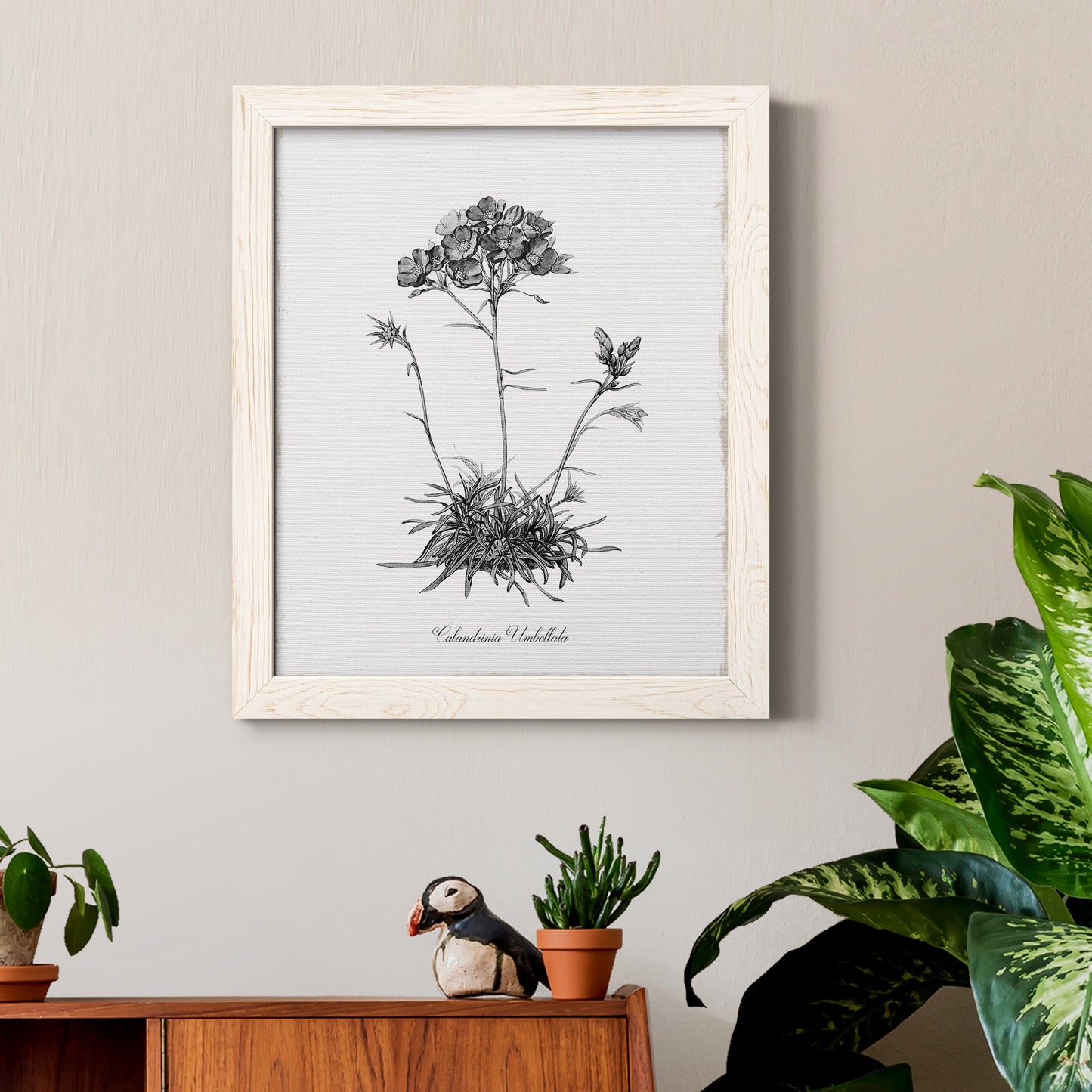 Simply Caladrinia - Barnwood Framed Canvas Print