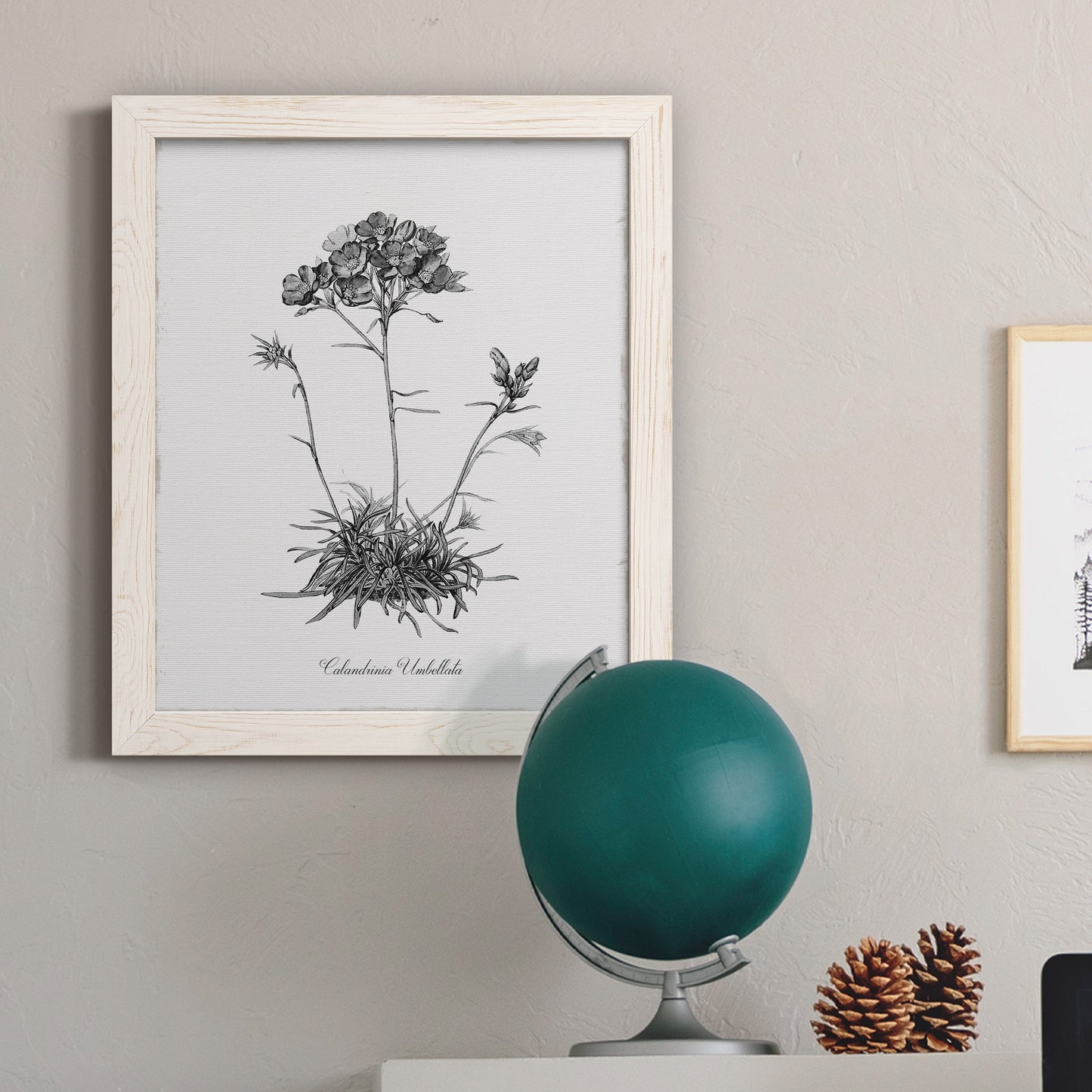 Simply Caladrinia - Barnwood Framed Canvas Print