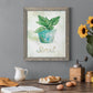 Potted Basil - Barnwood Framed Canvas Print