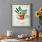 Potted Sage - Barnwood Framed Canvas Print