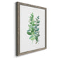 Eucalyptus II - Barnwood Framed Canvas Print