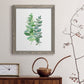 Eucalyptus II - Barnwood Framed Canvas Print